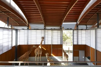 African Savannah habitat