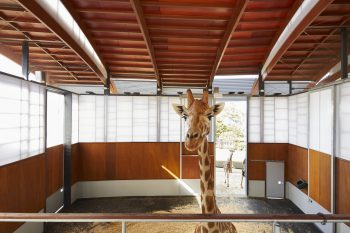 Giraffe habitat